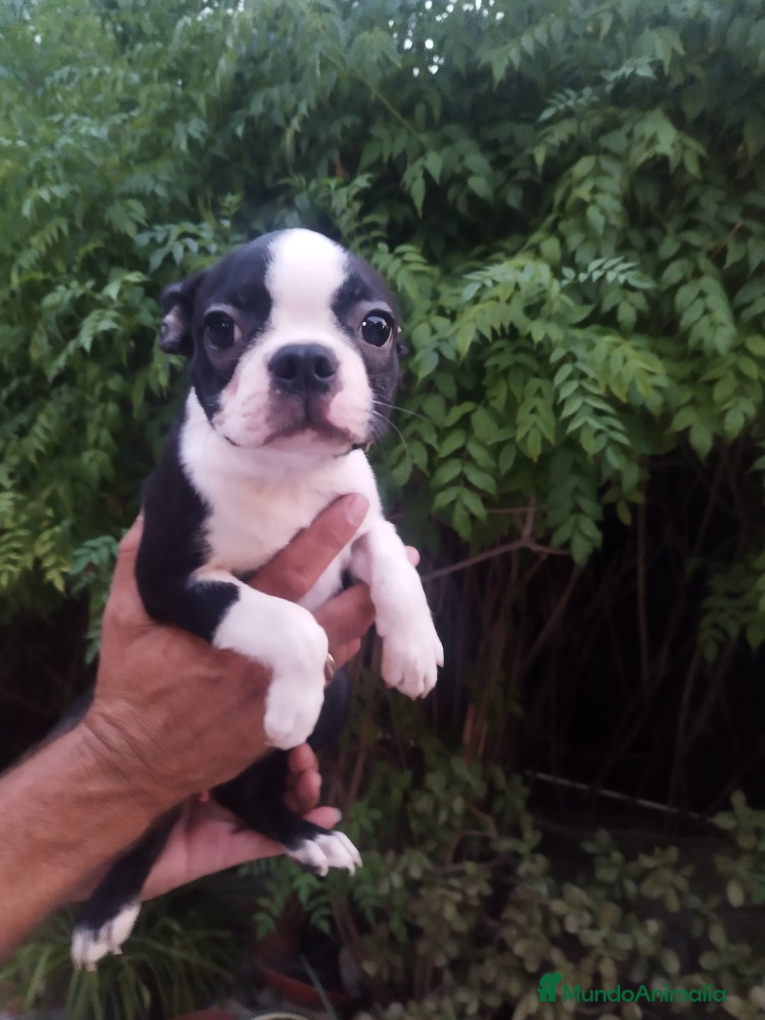 Boston Terrier perros en venta: BOSTON. CALIDAD Y SELECCIÓN  - Imagen 8