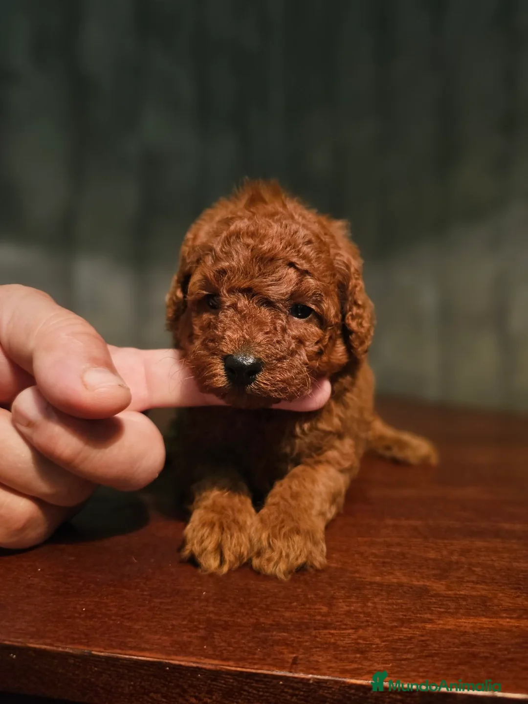 Caniche Toy perros en venta: caniche toy  - Anuncio 3