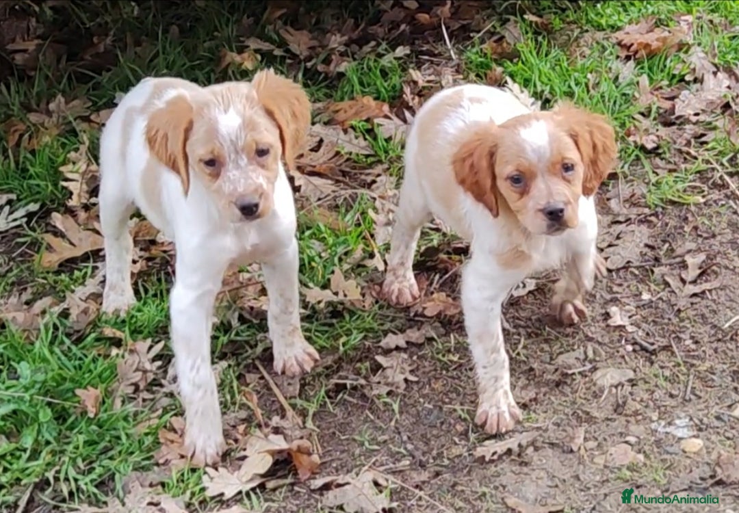 Épagneul Breton perros en venta: CACHORRAS EPAGNEUL BRETON  - Anuncio 7