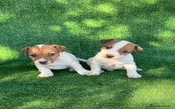 Jack Russell Terrier perros en venta: Jack Russell  en Madrid - Imagen 1