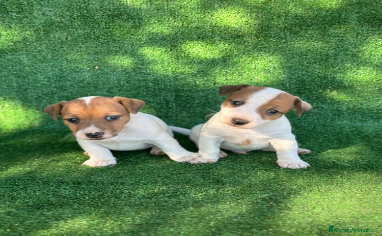 Jack Russell Terrier perros en Madrid - Anuncio 6