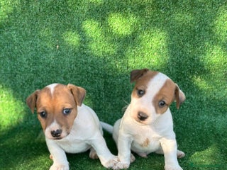 Jack Russell Terrier perros en Madrid - Anuncio 1