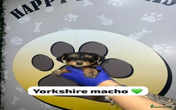 Yorkshire Terrier perros en venta: 🐾YORKSHIRE HAPPYHUELLAS🐾 - Imagen 1
