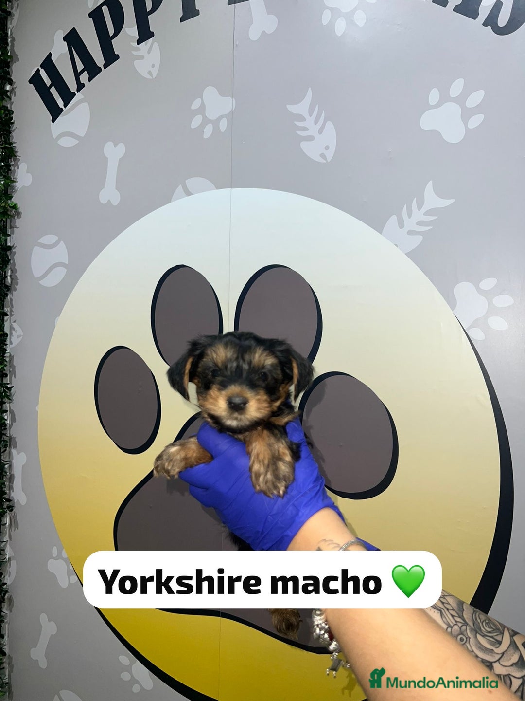 Yorkshire Terrier perros en venta: 🐾YORKSHIRE HAPPYHUELLAS🐾 - Imagen 1