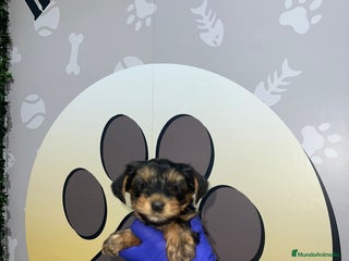 Yorkshire Terrier perros - Anuncio 7