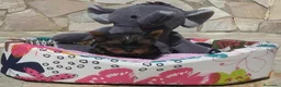 Yorkshire Terrier perros en venta: Yorkshire Terrier  - Anuncio 6