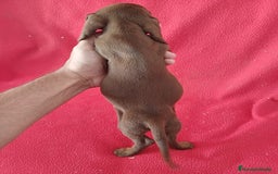 Teckel Miniatura perros en venta: Teckel Miniatura Chocolate  - Imagen 3