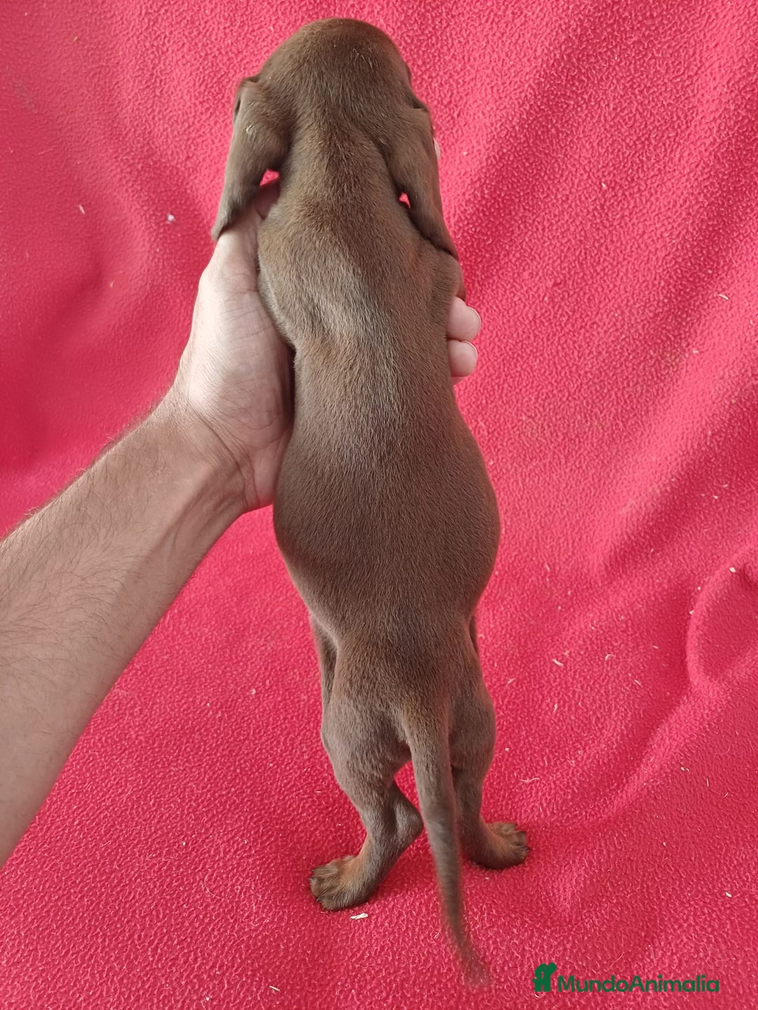 Teckel Miniatura perros en venta: Teckel Miniatura Chocolate  - Imagen 3