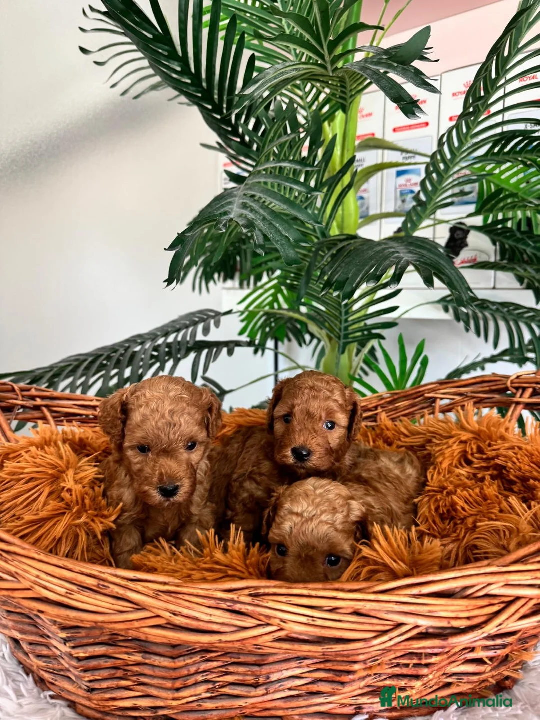 Caniche Toy perros en venta: CANICHE TOY-ENTREGA EN SEPTIEMBRE - Anuncio 17
