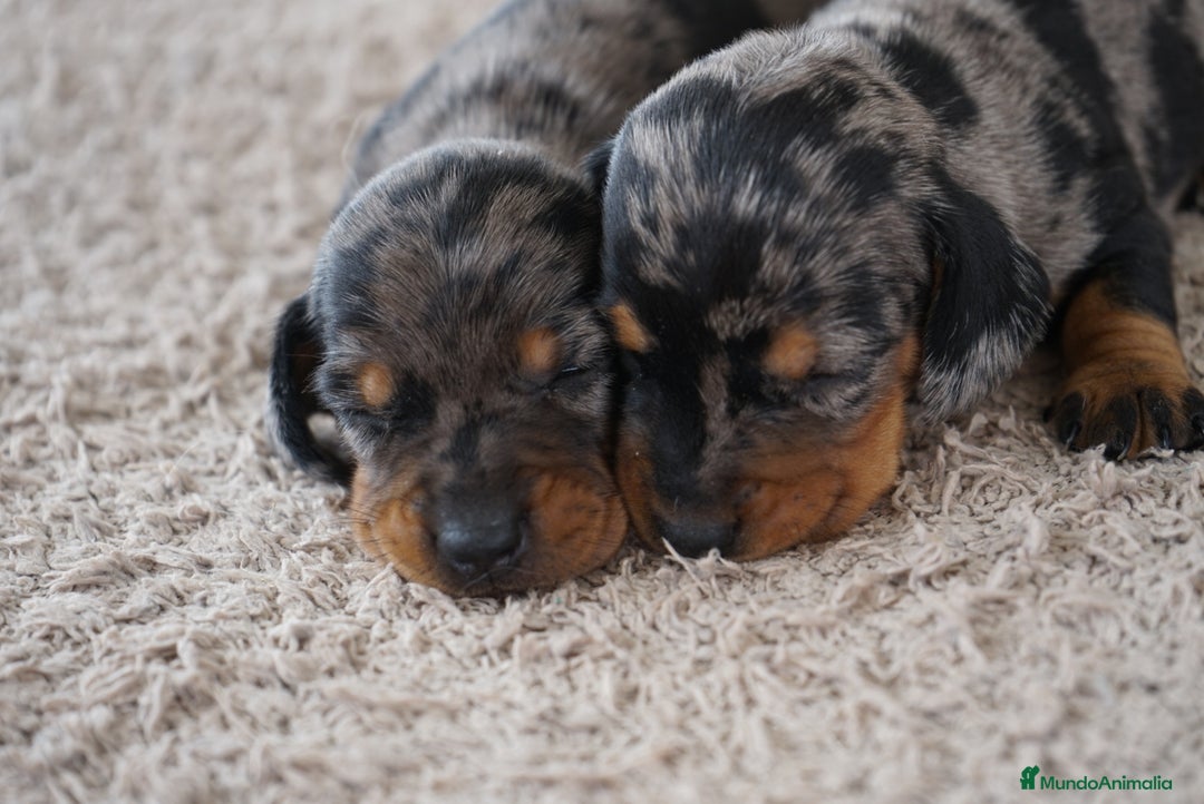 Teckel Miniatura perros en venta: 🐾 Fina y Delfina – Teckel miniatura 🐾 - Imagen 2