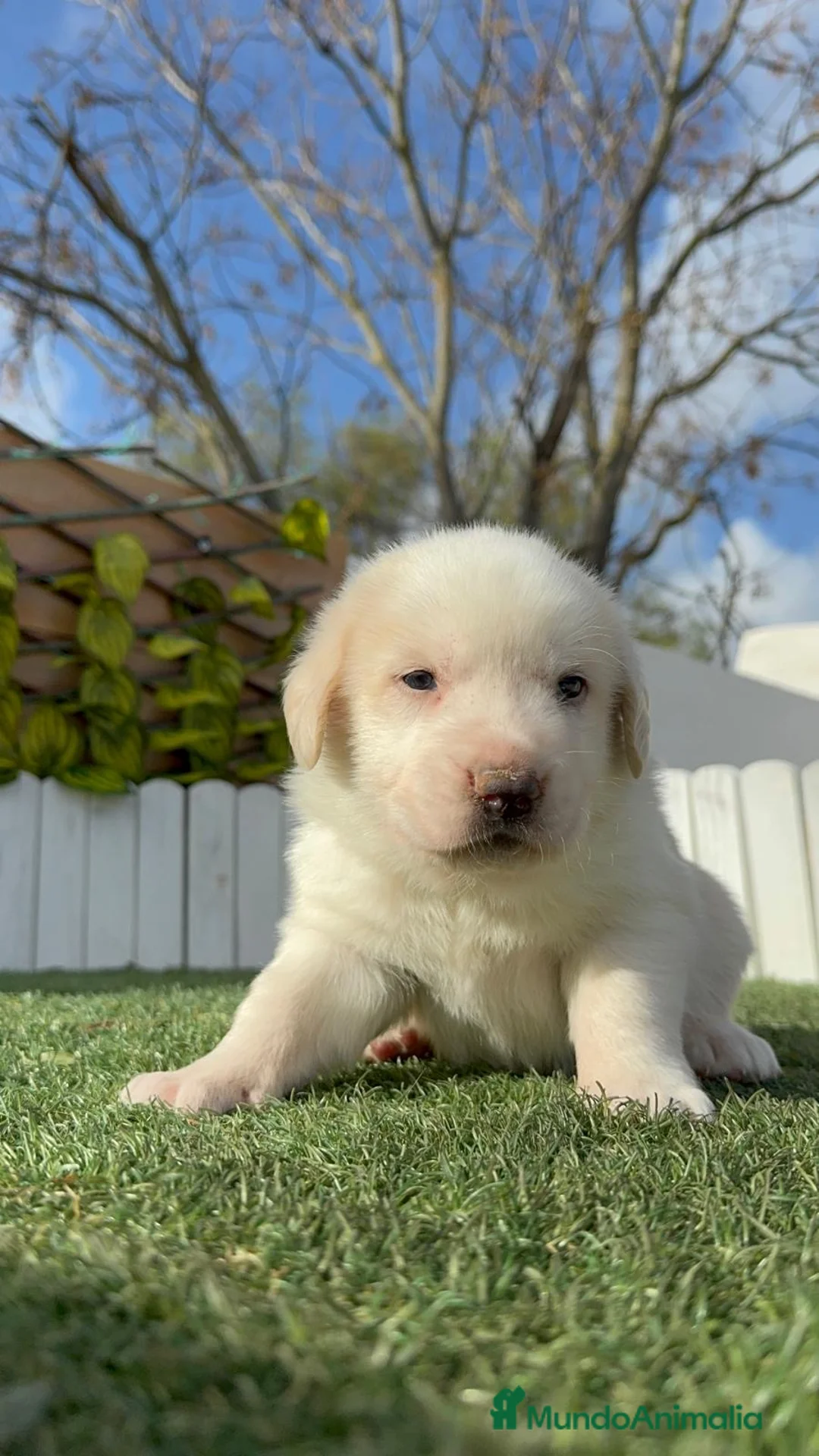 Mastín Español perros en venta: MASTIN ESPAÑOL - Anuncio 12