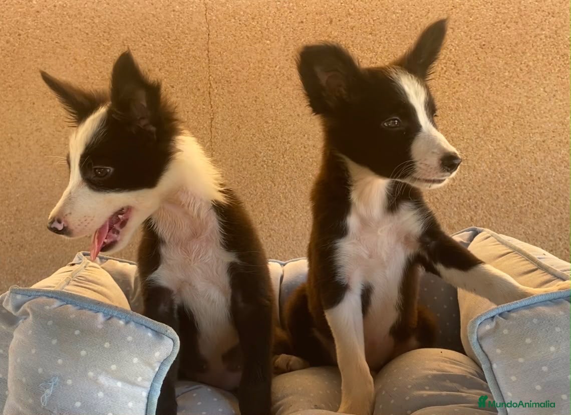 Border Collie perros CACHORROS BORDER COLLIE LÍNEA DE TRABAJO  - Anuncio 1