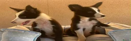 Border Collie perros en venta: CACHORROS BORDER COLLIE LÍNEA DE TRABAJO  - Anuncio 1