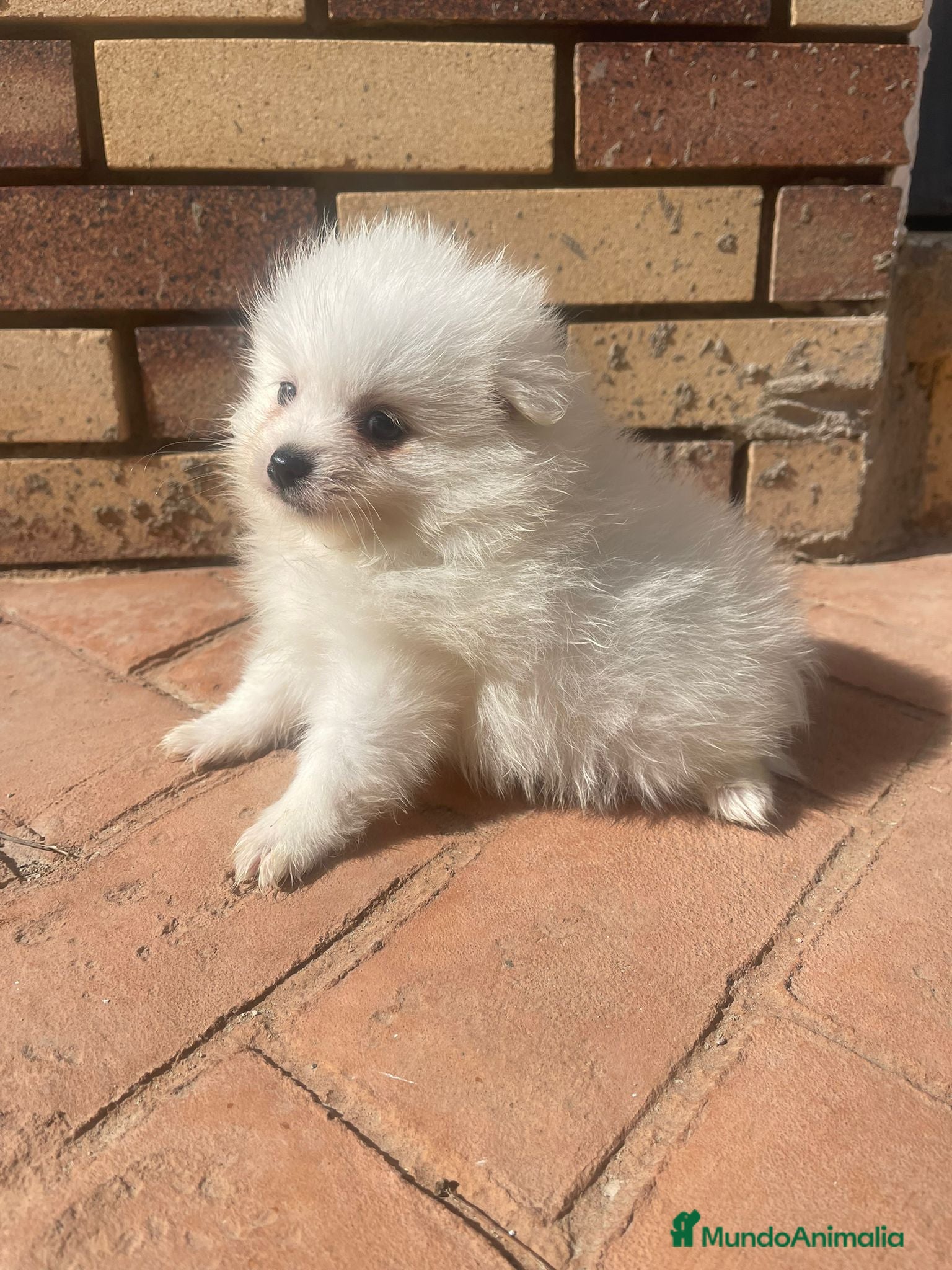 Pomerania perros Pomerania Mini Toy Blanco y Crema Calidad Top - Anuncio 1