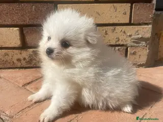Pomerania perros Pomerania Mini Toy Blanco y Crema Calidad Top - Anuncio 1