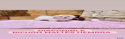 Bichón Maltés perros en venta: Bichón Maltés  - Anuncio 5