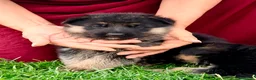 Pastor Alemán perros en venta: Espectacular cachorro de pastor alemán  - Anuncio 16