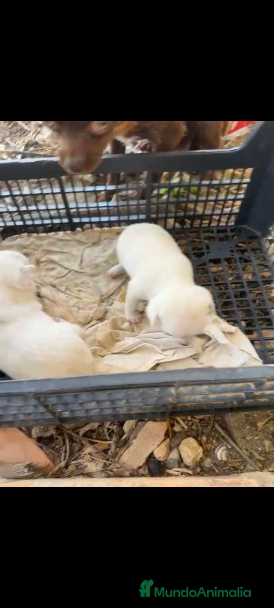 Chihuahua perros Chihuahua hembra blanca  - Anuncio 1