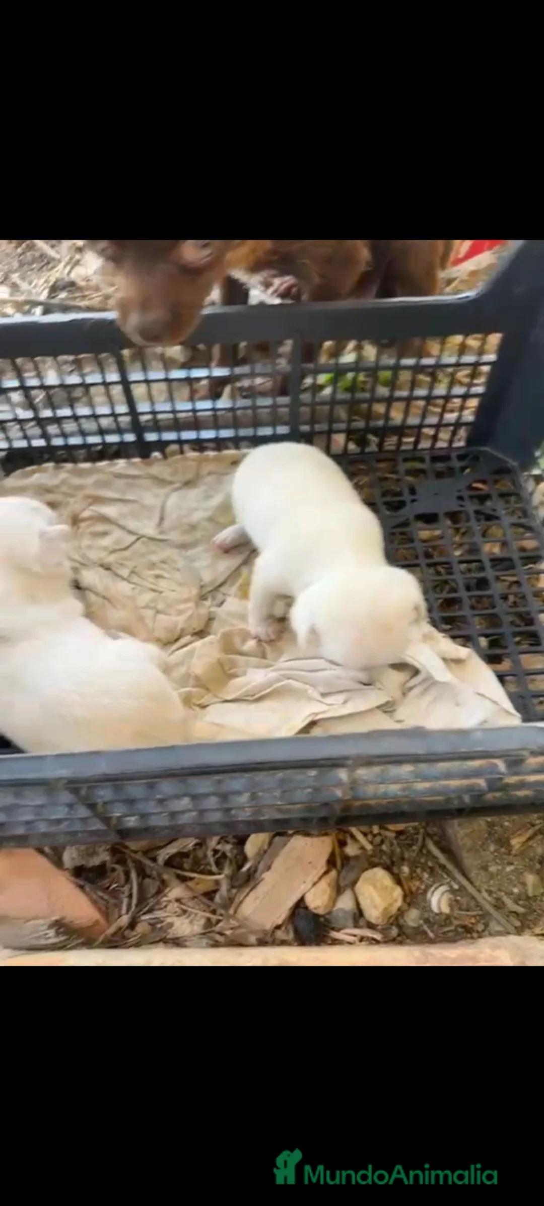 Chihuahua perros en venta: Chihuahua hembra blanca  en Barcelona - Anuncio 1