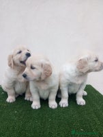 Golden Retriever perros Gran Camada de Golden Retriever - Anuncio 2
