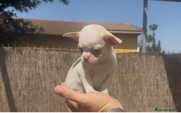Chihuahua perros en venta: Chihuahua bicolor crema - Imagen 4