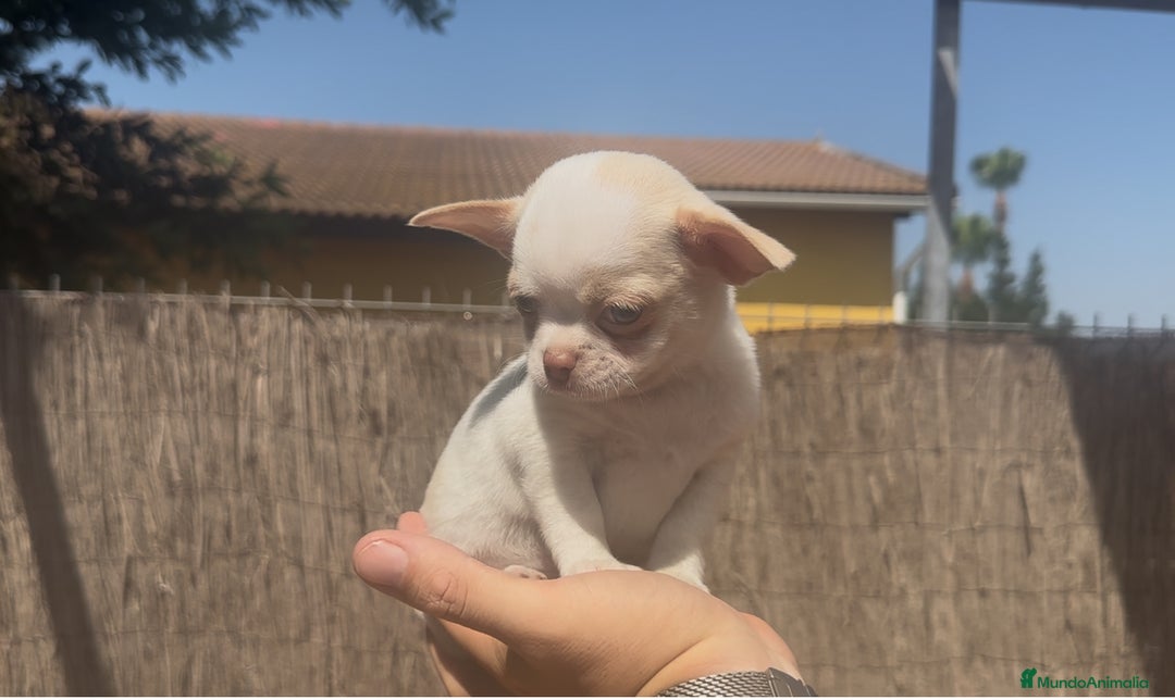 Chihuahua perros en venta: Chihuahua bicolor crema - Imagen 4