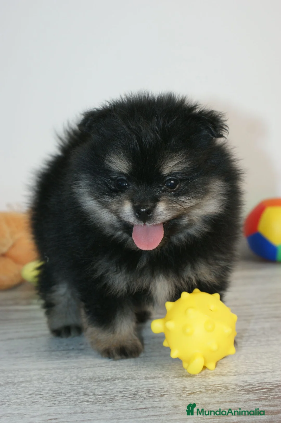 Pomerania perros en venta: CACHORRO POMERANIA - Anuncio 6