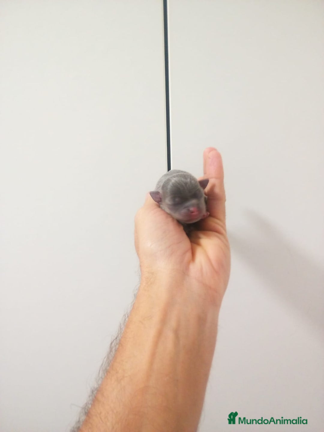 Chihuahua perros en venta: Camada de chihuahuas toy, cabeza manzana - Anuncio 8