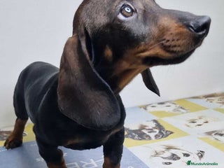Teckel perros en Barcelona - Anuncio 4