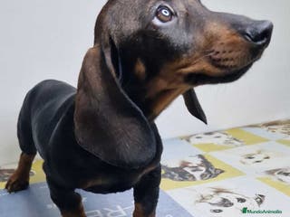 Teckel perros Teckel Hembra 9966 - AQUANATURA en Barcelona - Anuncio 4