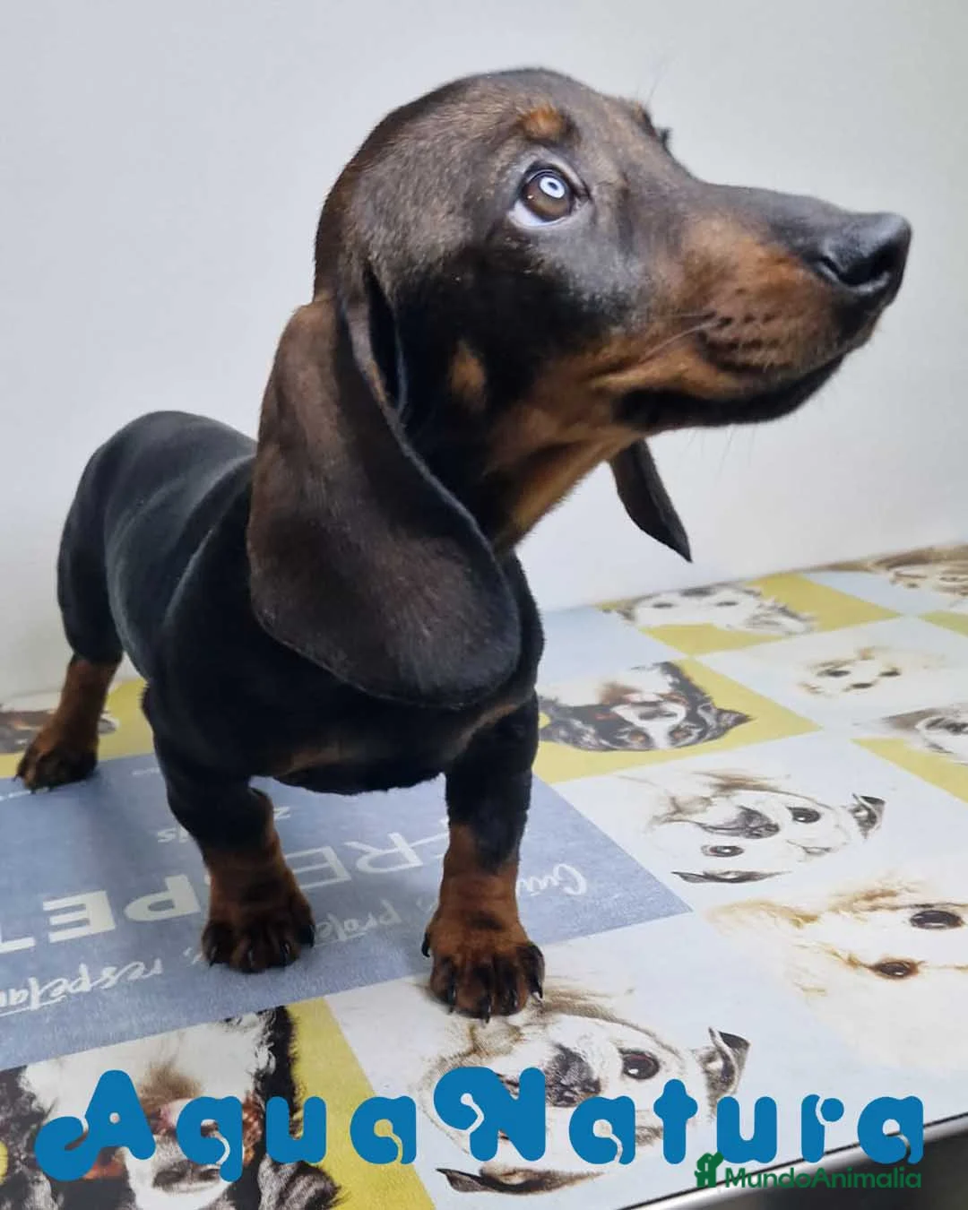 Teckel perros en venta: Teckel Hembra 9966 - AQUANATURA en Barcelona - Anuncio 1