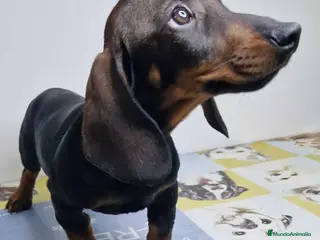 Teckel perros Teckel Hembra 9966 - AQUANATURA en Barcelona - Anuncio 13