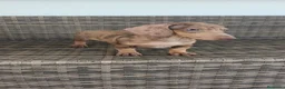 Teckel Miniatura perros en venta: Teckel Mini macho Merle chocolate  - Anuncio 16