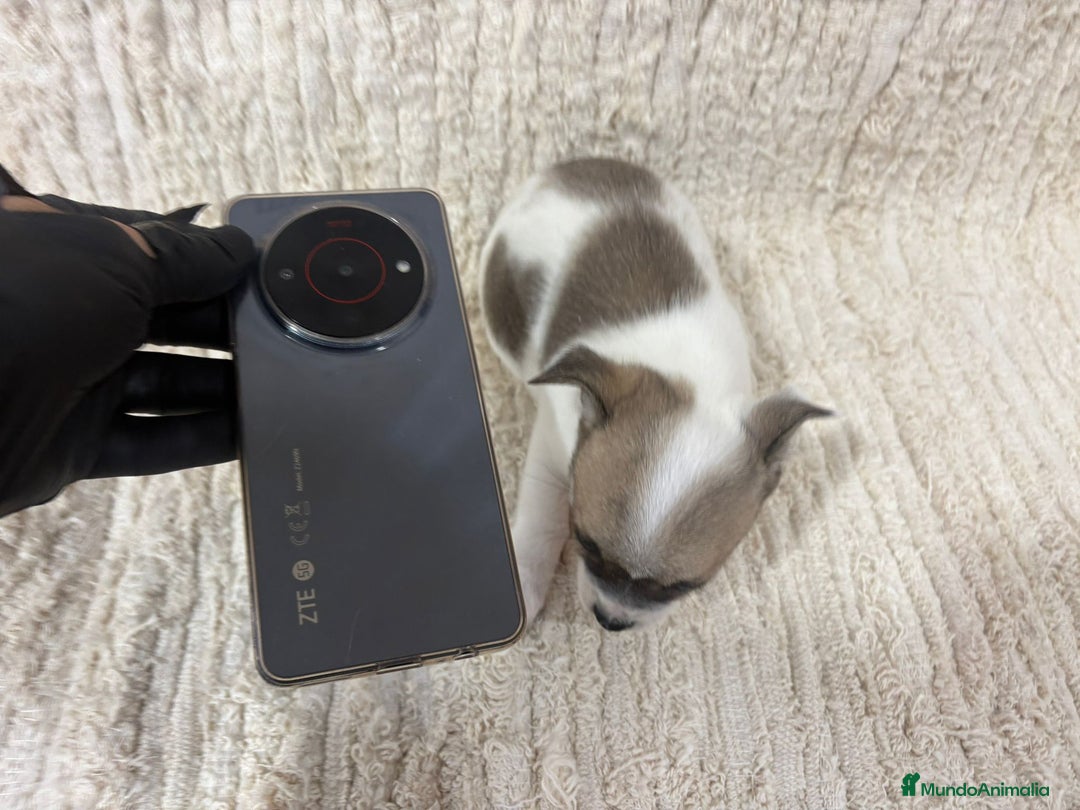 Chihuahua perros en venta: Chihuahua toy - Anuncio 18