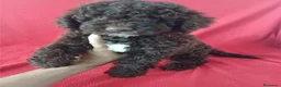 Perro de Agua Español perros en venta: Perro de Agua Español  - Anuncio 1