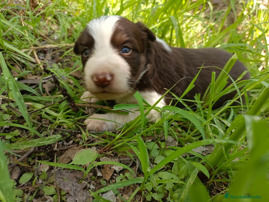 Border Collie perros en venta: Border collie chocolate y merle - Imagen 6