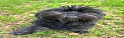 Affenpinscher perros en venta: Rares cachorros de Affenpinscher - Anuncio 1