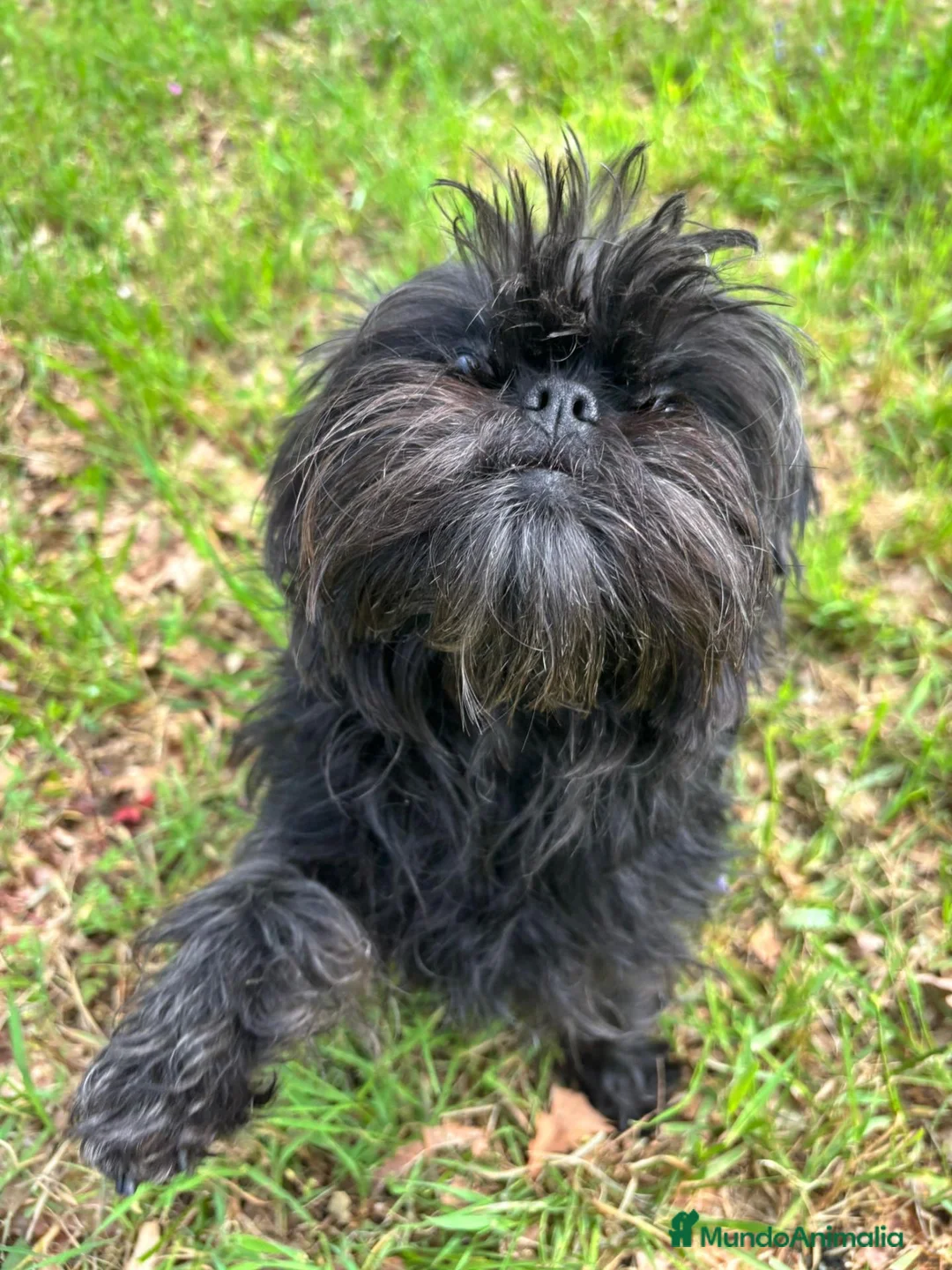 Affenpinscher perros en venta: Rares cachorros de Affenpinscher - Anuncio 1