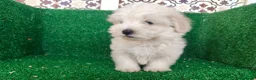Bichón Maltés perros en venta: Bichón maltés  - Anuncio 10