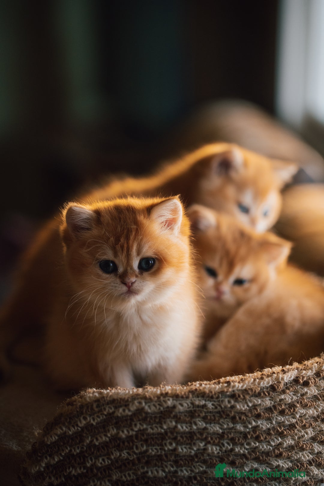 Británico de Pelo Corto gatos en venta: Niñas british golden chinchilla  - Anuncio 12