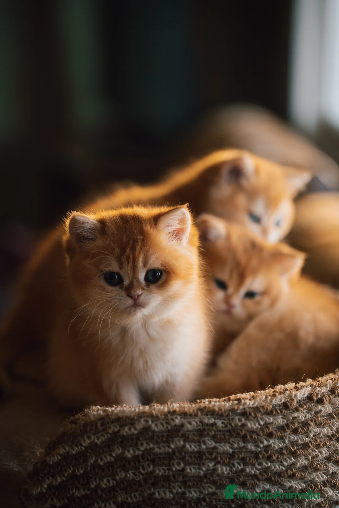 Británico de Pelo Corto gatos en venta: Niñas british golden chinchilla  - Anuncio 12