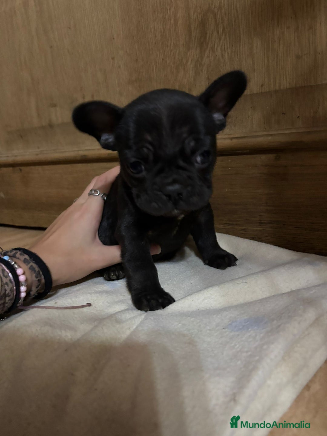 Bulldog Francés perros en venta: Bulldog francés exóticos  - Anuncio 2