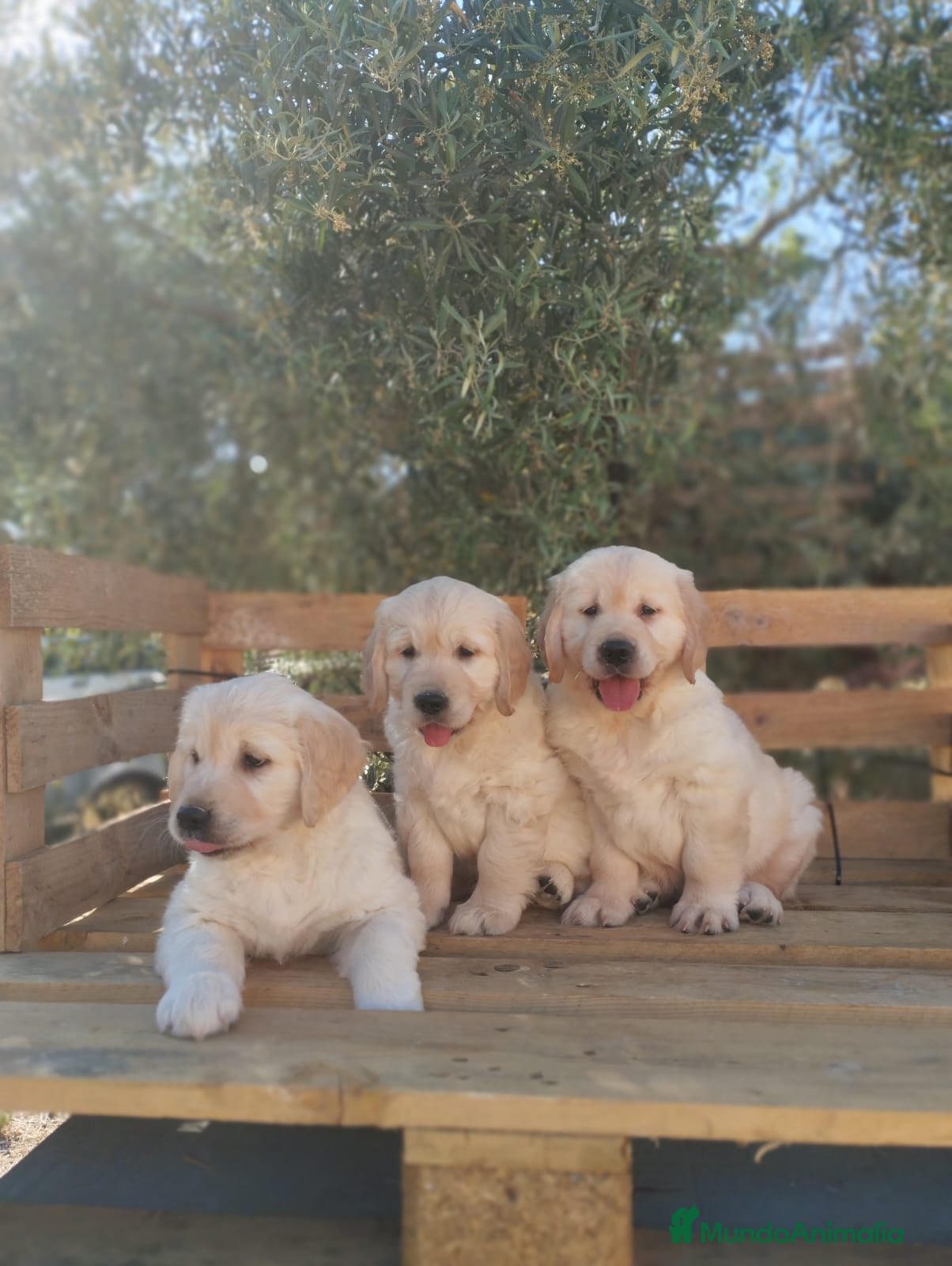 Golden Retriever perros Cachorros de Golden Retriever - Anuncio 1