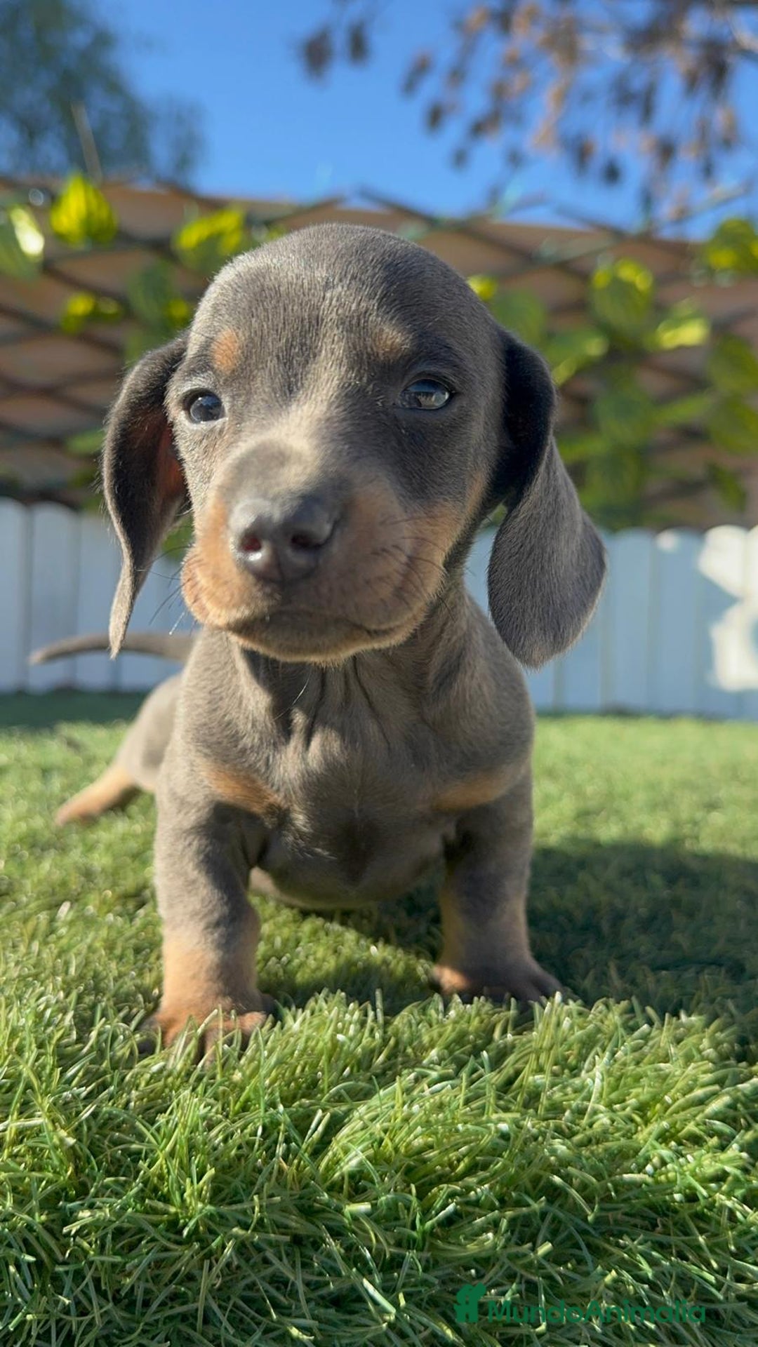 Teckel Miniatura perros en venta: TECKEL MINIATURA BLUE AND TAN - Anuncio 9