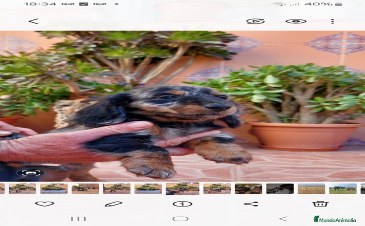 Teckel perros Hembra de teckel de pelo largo  - Anuncio 1