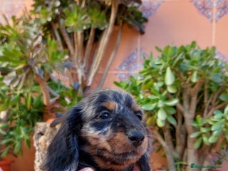 Teckel perros Hembra de teckel de pelo largo - Anuncio 1