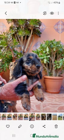 Teckel perros Hembra de teckel de pelo largo - Anuncio 2