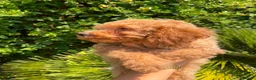 Caniche Mediano perros en venta: Cachorro Caniche  - Anuncio 7