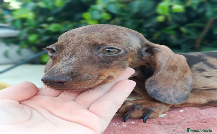 Teckel Miniatura perros - Anuncio 4