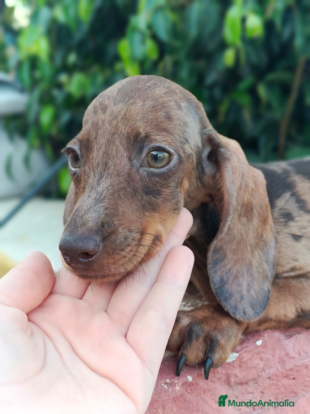 Teckel Miniatura perros en venta: Cachorrito teckel precio real  - Imagen 1